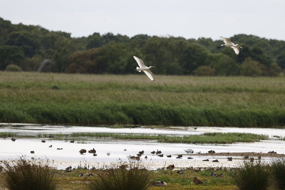 A fledgling spoonbill (left) and a parent in flight. (John Tallowin/ Norfolk Wildlife Trust/ PA)
