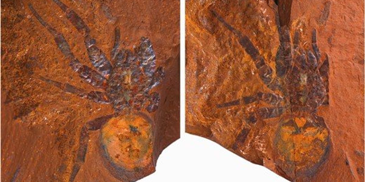 A tudósok egy „óriás” dinoszauruszpók kövületére bukkantak Ausztráliában