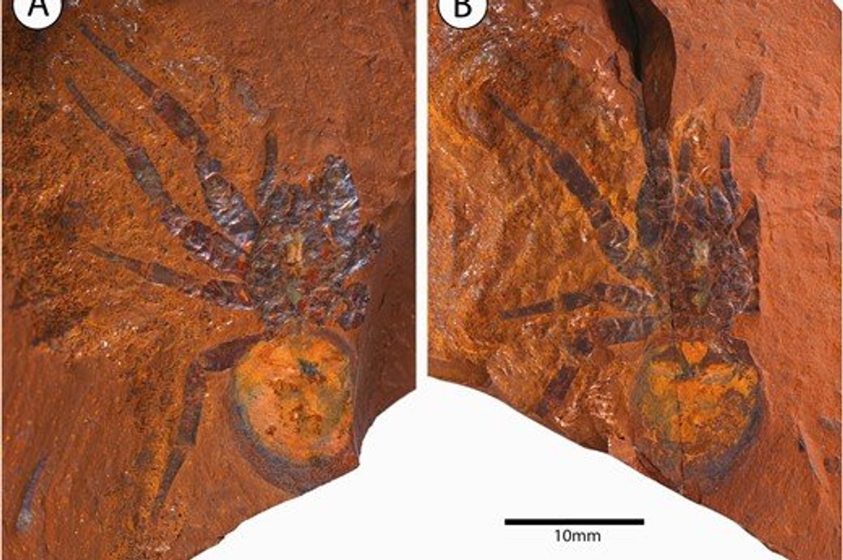 A fossilised spider with a large abdomen found in red stone