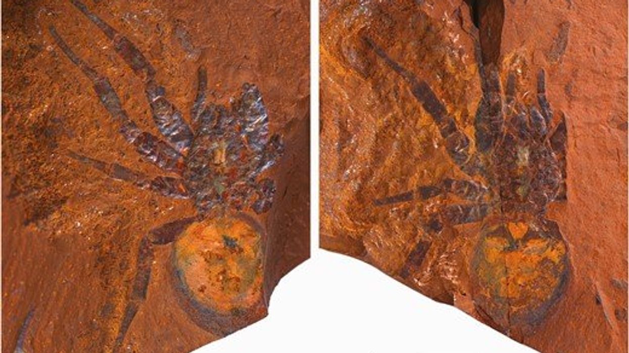 A fossilised spider with a large abdomen found in red stone