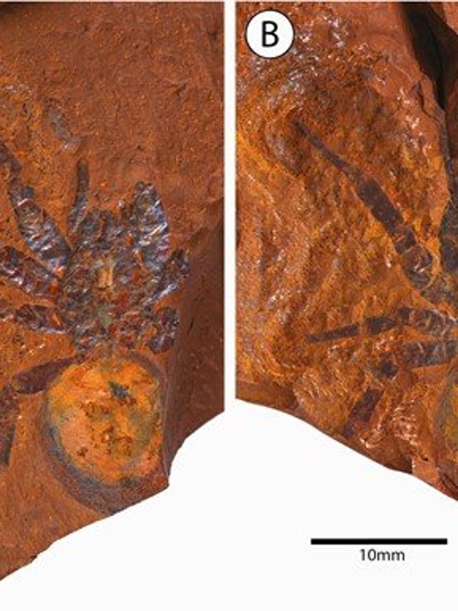 A fossilised spider with a large abdomen found in red stone