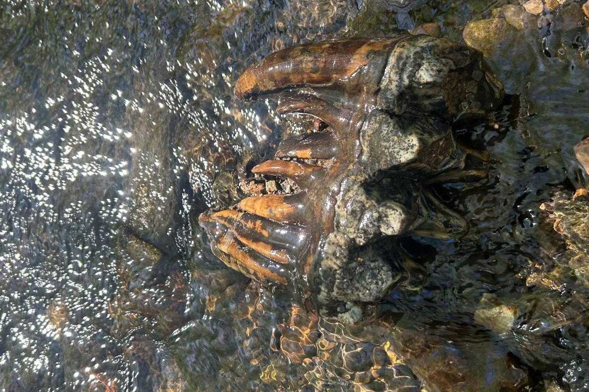 A fossilised tooth in a creek.