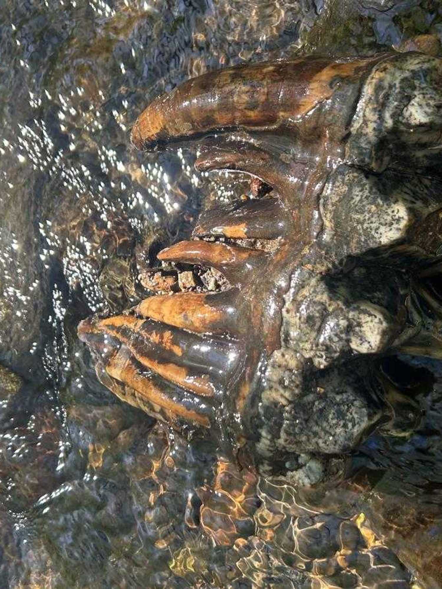 A fossilised tooth in a creek.