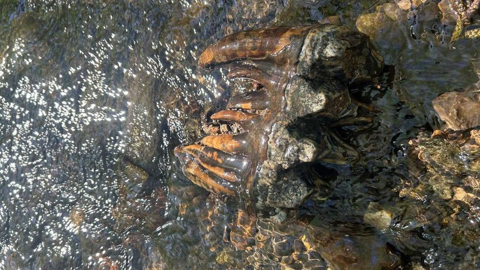 A fossilised tooth in a creek.