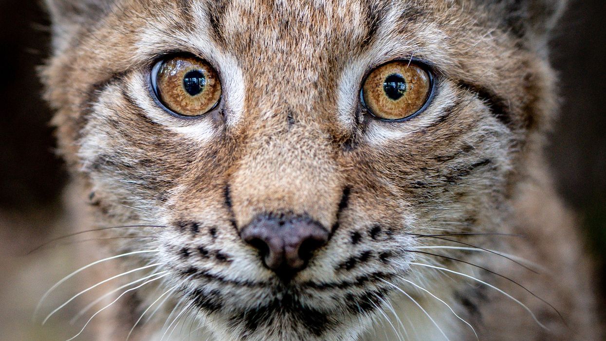 A four-month-old Lynx kitten explores its home in the Bear Wood exhibit at the Wild Place Project in Bristol (Ben Birchall/PA)