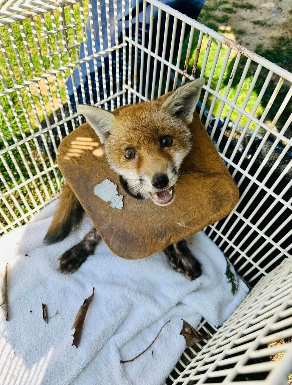 Fox cub with litter stuck around its neck for three weeks rescued by RSPCA