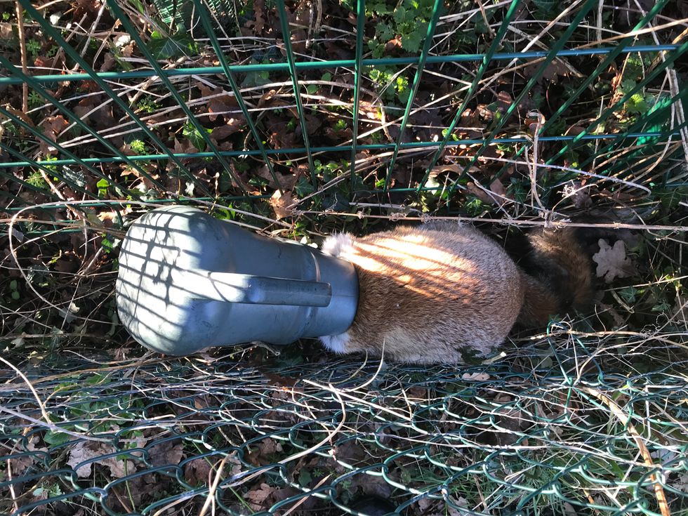 Fox with watering can on head prompts rescue operation