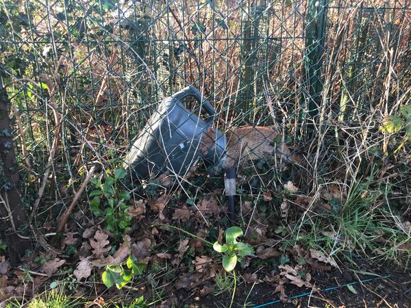 A fox got its head stuck inside a watering can near Colchester in Essex. (RSPCA/ PA)