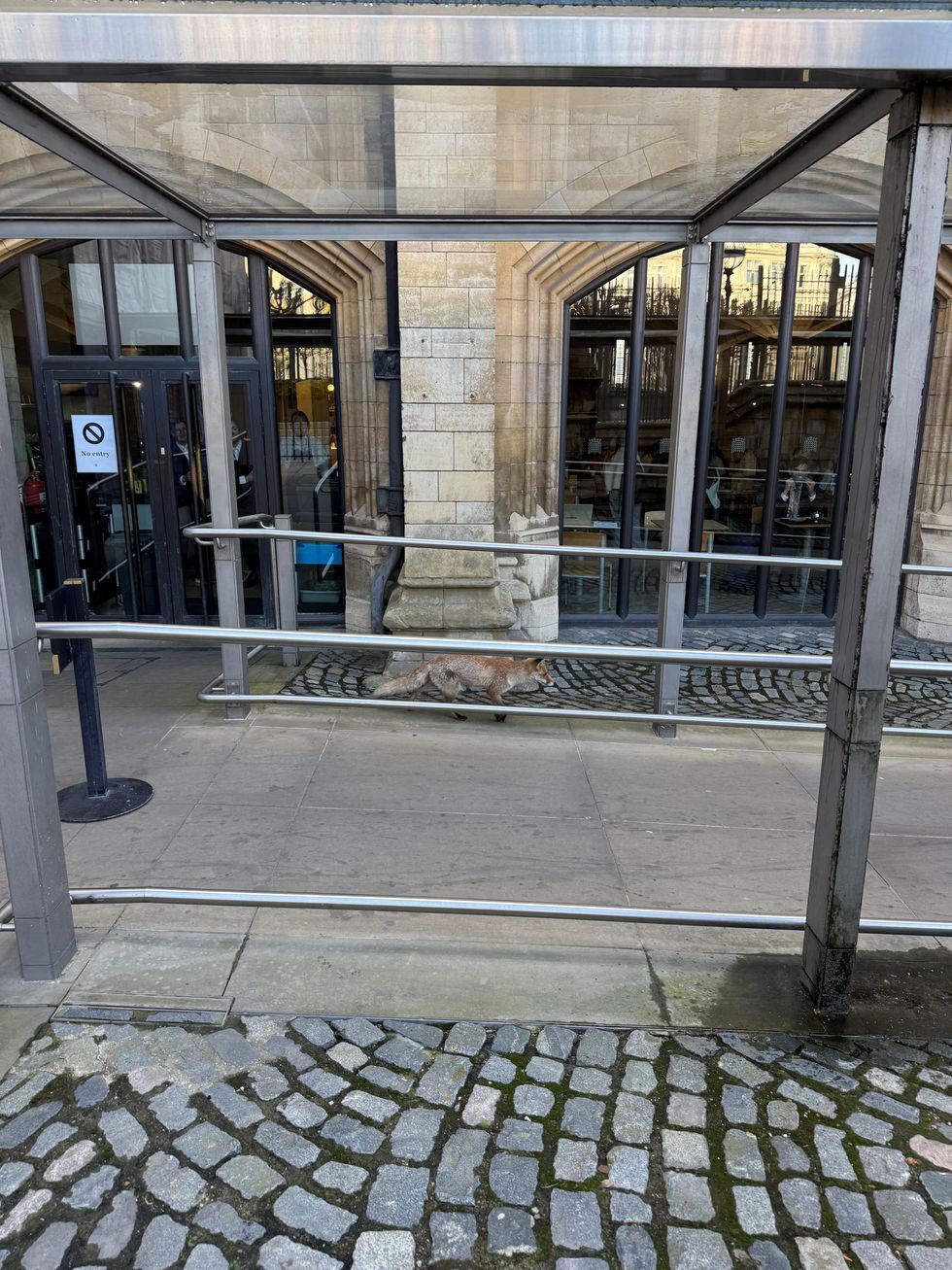 Fox on the run in the grounds of the Houses of Parliament