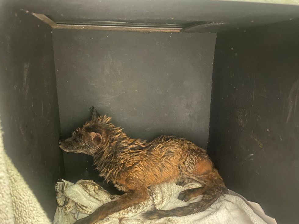 Fox stuck in oil rescued after two eyes spotted in ‘tar-like substance’