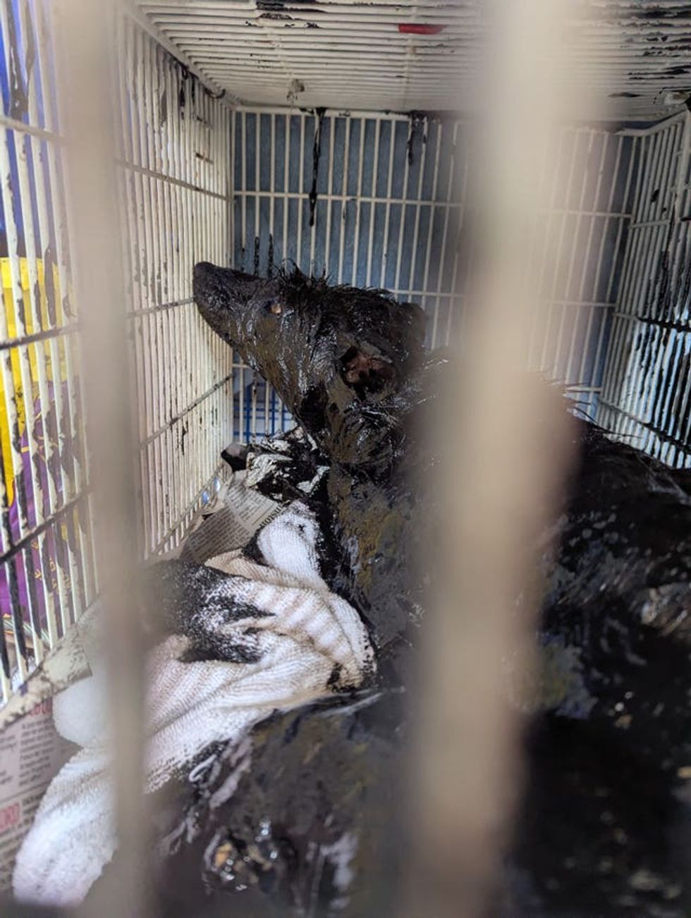 A fox which was found trapped in thick heating oil which had leaked under a derelict Leicester building