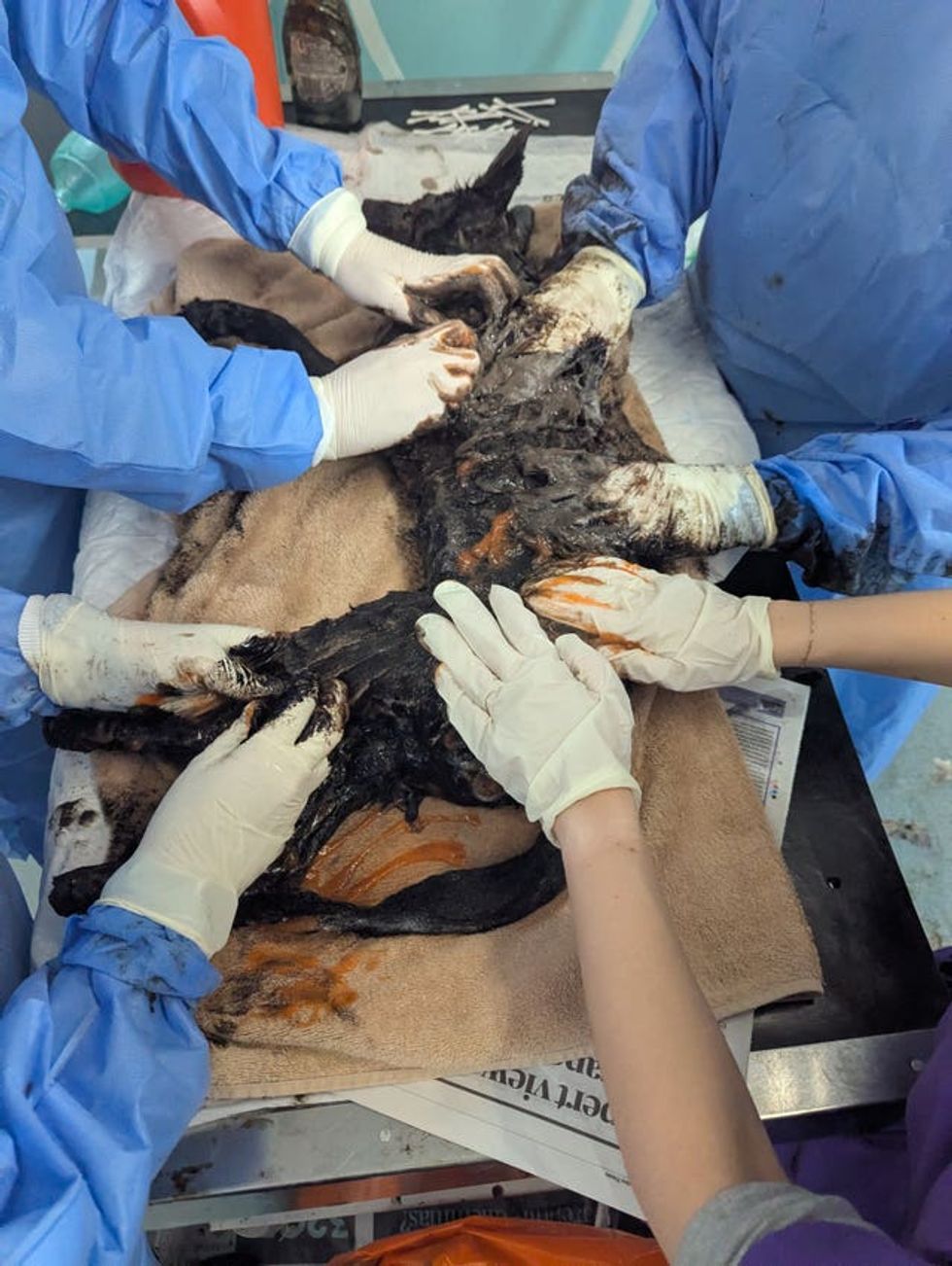 A fox who was found trapped in thick heating oil which had leaked under a derelict Leicester building