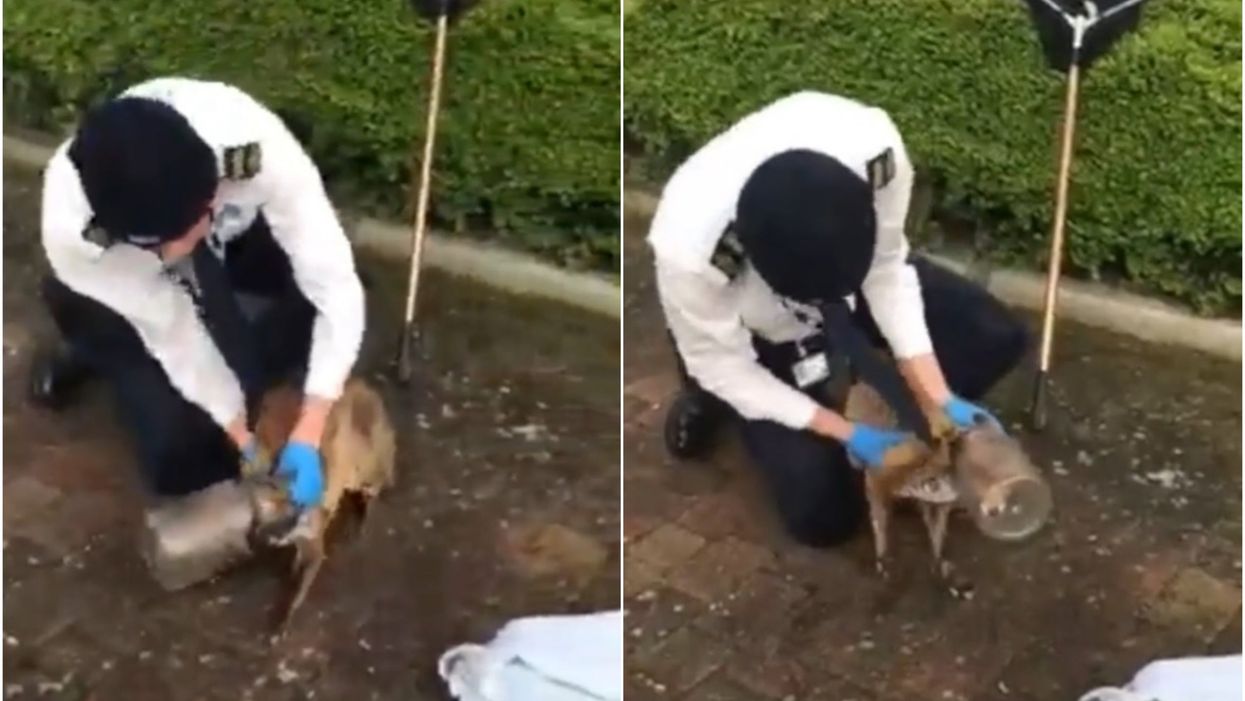 A fox with a bottle stuck on its head