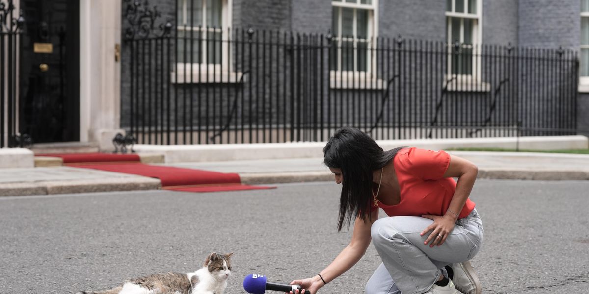 Larry Rthe Cat Larry the cat marks 15 years as No 10’s chief mouser | indy100
