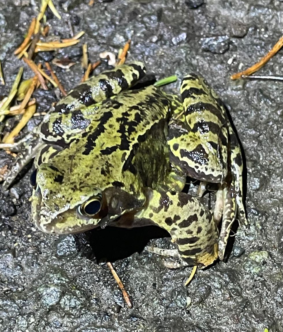 A frog makes its way across Charlcombe Lane (Charlcombe Toad Rescue Group/PA)
