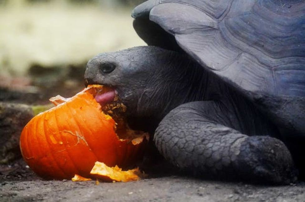 A Galapagos tortoise demolishes one of the pumpkins