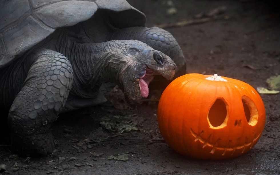In Pictures: London Zoo animals celebrate Halloween with pumpkin treats