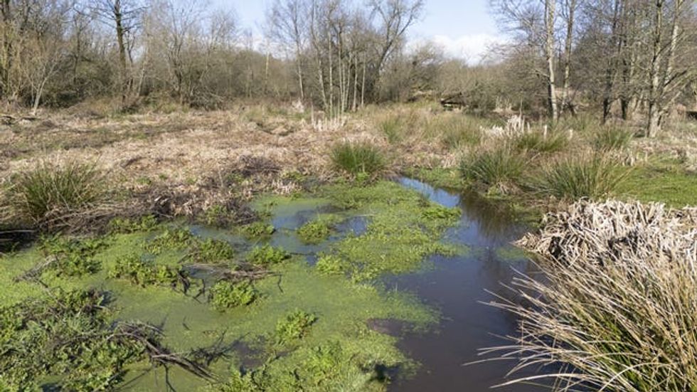 A general view of the beaver wetlands area near Cullompton, Devon