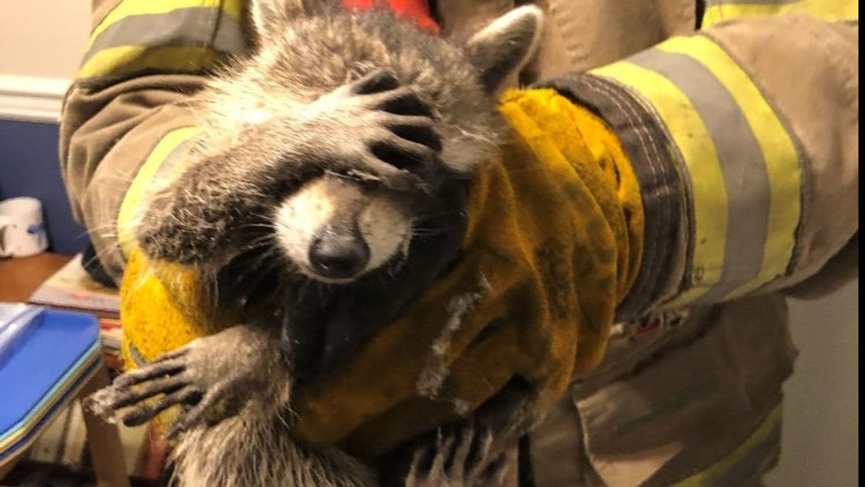 <p>A Georgia raccoon in search of snacks was caught trespassing — and now he’s going viral.</p>