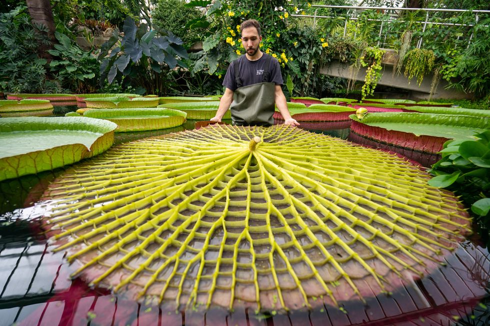 New giant waterlily and ‘botanical wonder of the world’ discovered in Kew