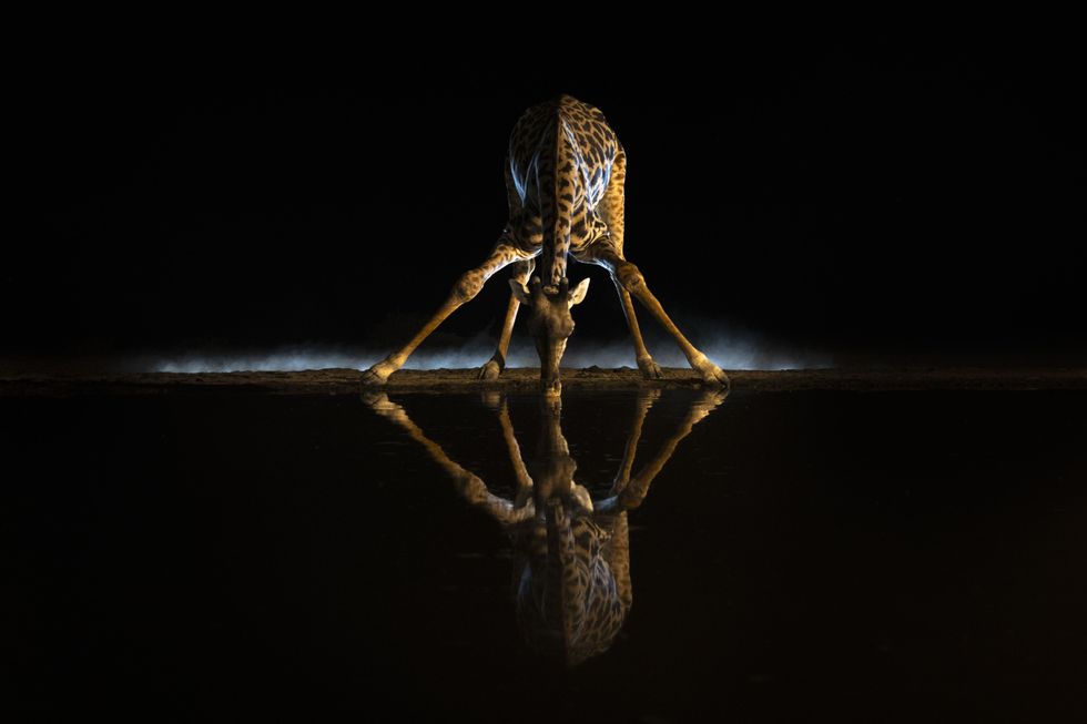 A giraffe drinking at night