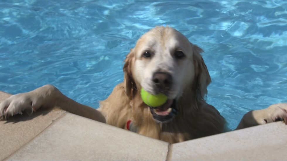 Golden retrievers take over lido as dog swimming month begins