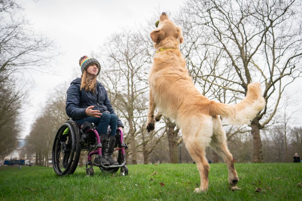 A golden retriever jumping in the air in front of her owner