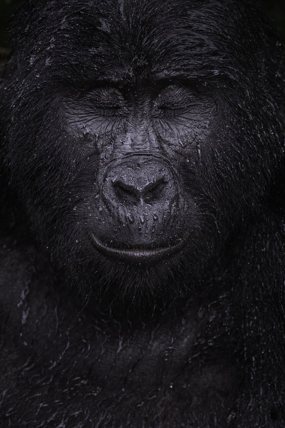 A gorilla image by Majed Ali won the Wildlife Photographer of the Year: Animal Portraits Award (Majed Ali/Wildlife Photographer of the Year/PA)