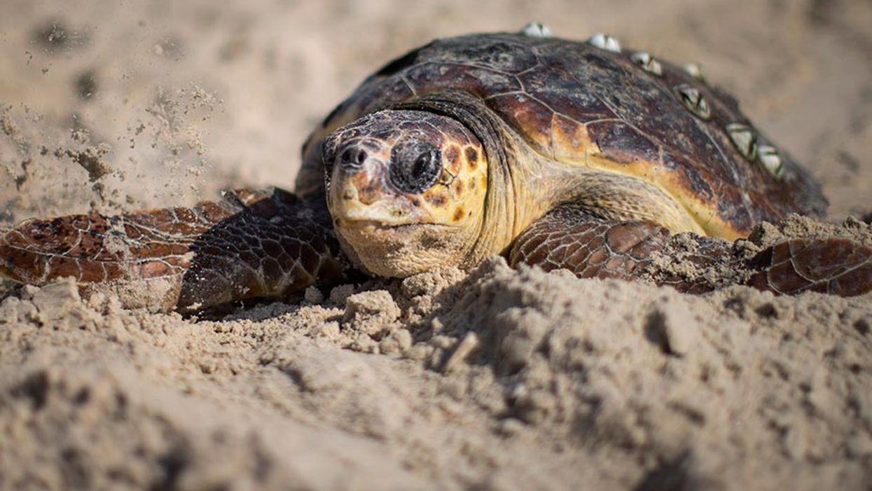 A green seat turtle. The turtle from the incident has not been pictured