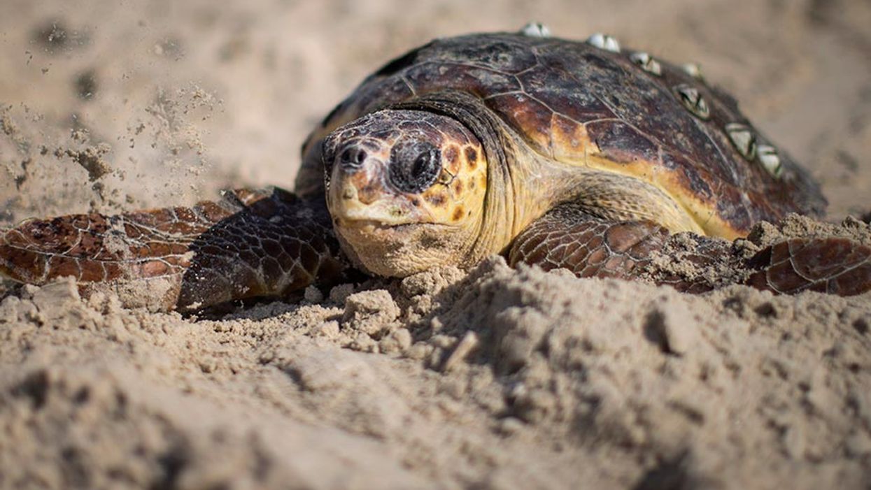 A green seat turtle. The turtle from the incident has not been pictured 