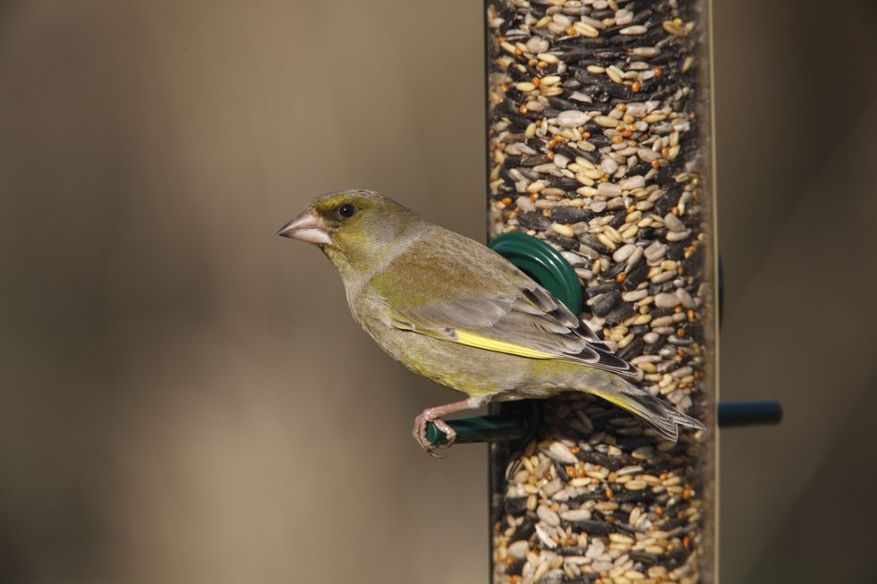 Flying start to this year’s Big Garden Birdwatch survey