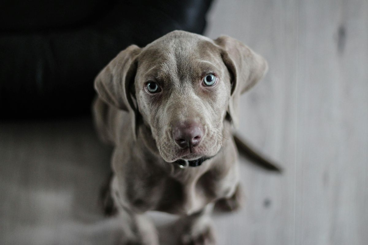 A grey dog with blue eyes sits looking into the camera lens