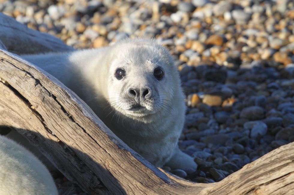 Grey seal colony makes its home at former Cold War weapons testing site