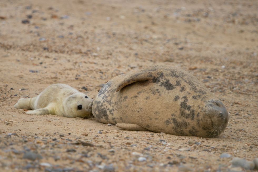A grey seal cow feeding one of the first of this year's pups on Blakeney Point