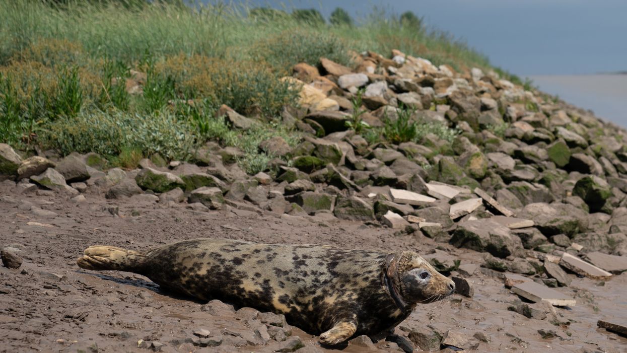 A grey seal nicknamed Mrs Vicar due to the white disc around her neck when she was rescued is released back into the wild at Sutton Bridge in Lincolnshire