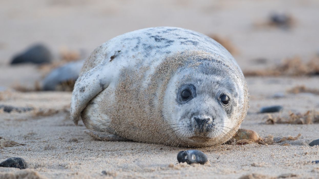 A grey seal pup on the beach