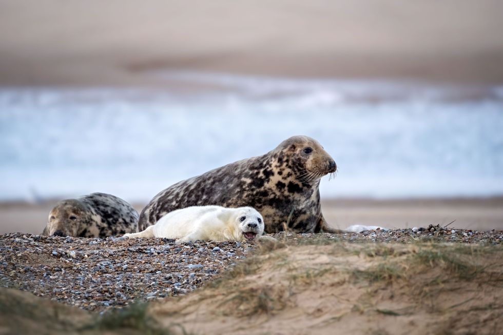 Solar-powered webcam set up to livestream England’s largest grey seal colony