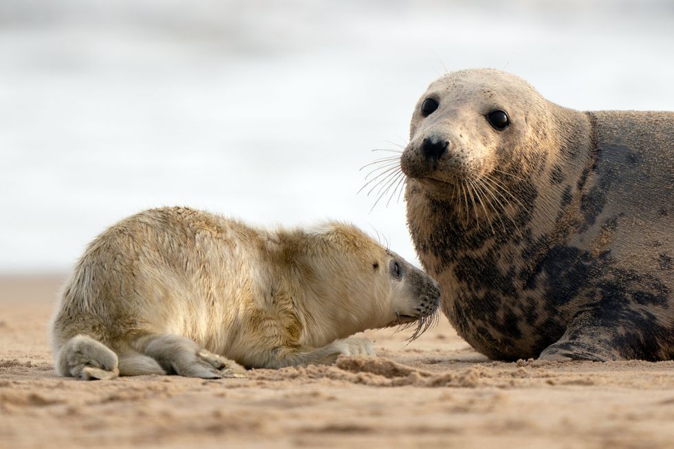 A grey seal with her newborn pup on the beach at Horsey (Joe Giddens/PA)