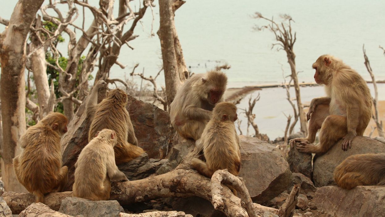 A group of macaques sitting together and grooming at Cayo Santiago in Peurto Rico.