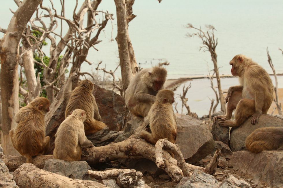 A group of macaques sitting together and grooming at Cayo Santiago in Peurto Rico.