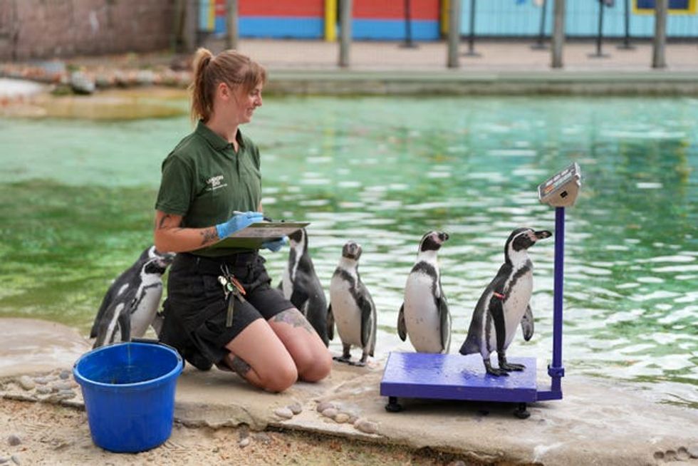 A group of penguins are weighed by a zoo keeper at London Zoo
