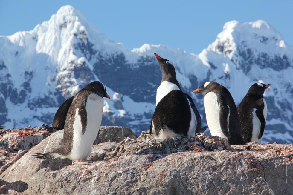 PenguinsAgainstTrump: Tariffs on remote island spark online movement
