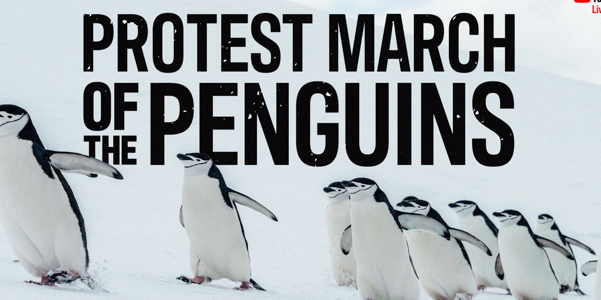 Penguins are having a ‘protest march’ against Donald Trump’s tariffs ...