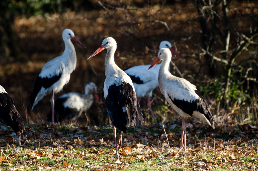 A group of storks standing on grass