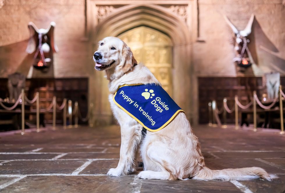 A guide dog at Warner Bros Studio Tour