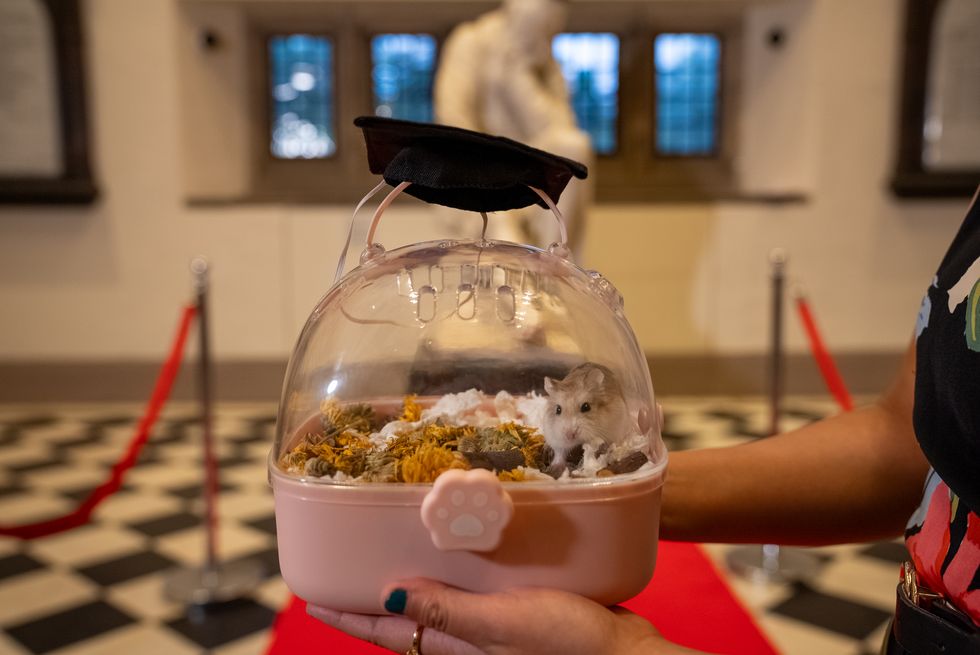 A hamster in a pink plastic cage being held over a ceremonial red carpet