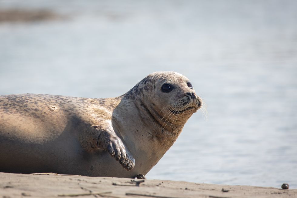 A harbour seal relaxing on a sand bank (ZSL/PA)