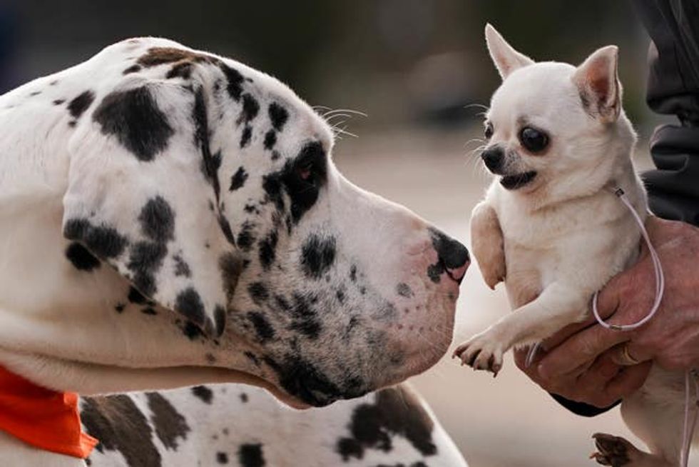 A Harlequin Great Dane named H and a Chihuahua named Boo during a photo call for the launch of this year\u2019s Crufts, at the National Exhibition Centre (NEC) in Birmingham. Picture date: Tuesday March 7, 2023.