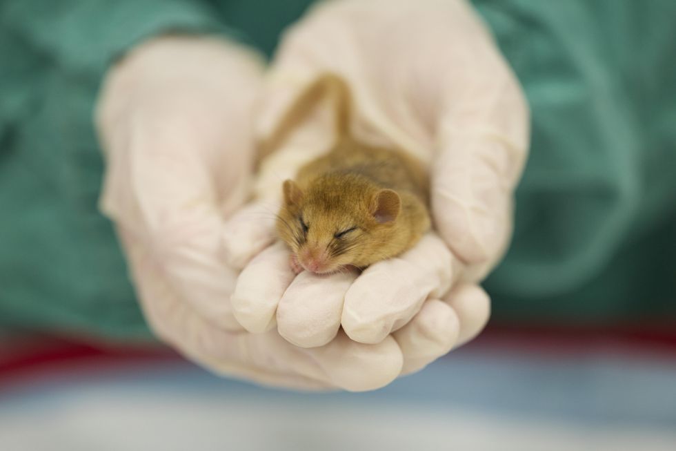 A hazel dormouse sits in a person's cupped, gloved hands, facing towards the camera with its eyes closed