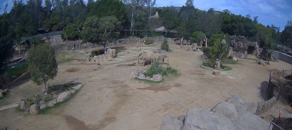 Elephants circling young after earthquake ‘rare and special’ – London zookeeper